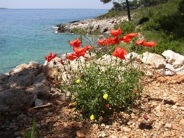 Holiday Apartment in Zavala (Splitsko-Dalmatinska) or holiday homes and vacation rentals
