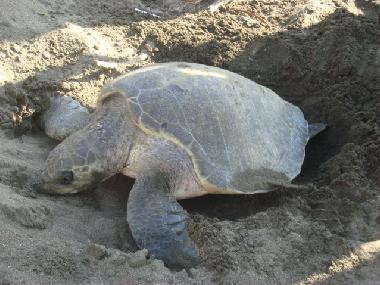 Holiday Apartment in 100.00 (Puntarenas) or holiday homes and vacation rentals