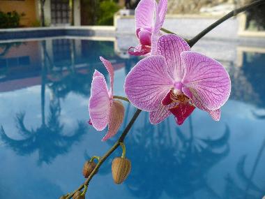 Holiday Apartment in 100.00 (Puntarenas) or holiday homes and vacation rentals