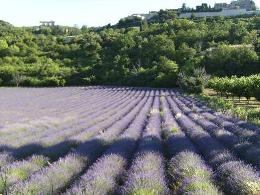 Holiday House in Gargas (Vaucluse) or holiday homes and vacation rentals