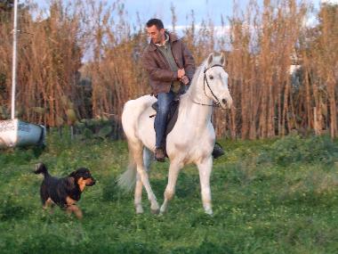 dogs and horses in winter