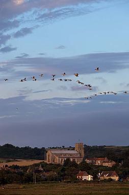 Wild geese fly over Cley marshes and Salthouse church.