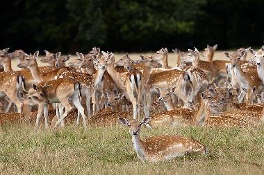 Deer on Holkham Hall estate.