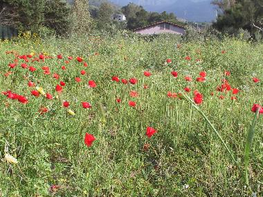 The original Sicilian wild poppy