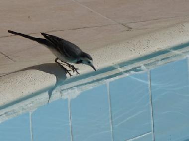 Holiday Apartment in Hurghada (Al Bahr al Ahmar) or holiday homes and vacation rentals