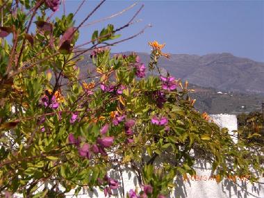 Holiday Apartment in Almu�ecar (Granada) or holiday homes and vacation rentals