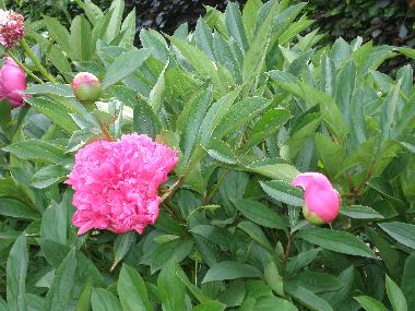 Holiday House in Hohwachter Bucht (Ostsee-Festland) or holiday homes and vacation rentals