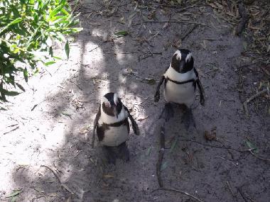 Meet the endangered Empire King Penguins at Boulders Beach, about 25 mins drive away