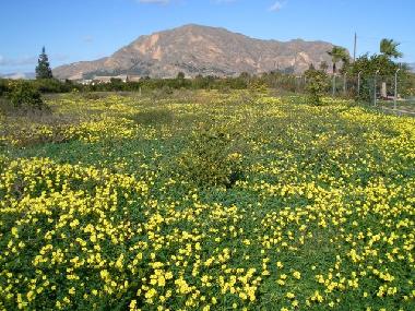 Chalet in La Campaneta (Murcia) or holiday homes and vacation rentals