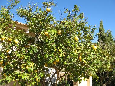 Holiday House in Llucmajor (Mallorca) or holiday homes and vacation rentals