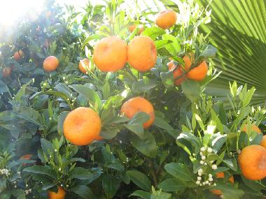 Holiday House in Llucmajor (Mallorca) or holiday homes and vacation rentals