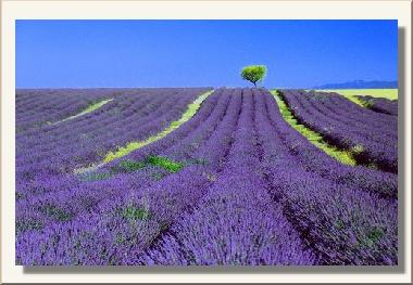 Holiday House in GRIGNAN Chamaret (Drme) or holiday homes and vacation rentals