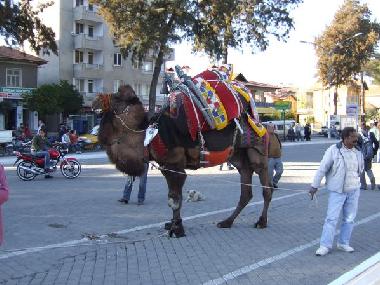 Bed and Breakfast in Tuzla (Mugla) or holiday homes and vacation rentals