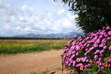 Holiday House in Sa Pobla (Mallorca) or holiday homes and vacation rentals