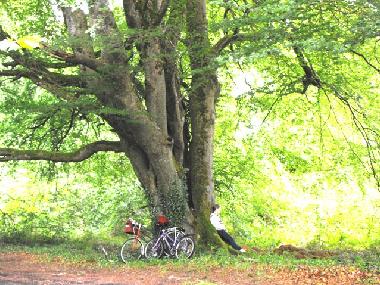 Holiday House in Lusmagh, Banagher (Offaly) or holiday homes and vacation rentals