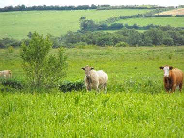 Holiday House in Lusmagh, Banagher (Offaly) or holiday homes and vacation rentals