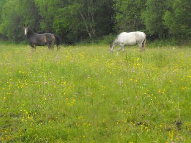 Holiday House in Lusmagh, Banagher (Offaly) or holiday homes and vacation rentals