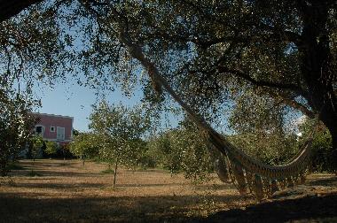 the amach under the olives
