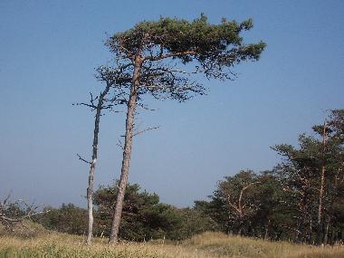 Holiday House in Zingst (Mecklenburgische Ostseekste) or holiday homes and vacation rentals