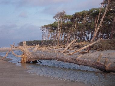 Holiday House in Zingst (Mecklenburgische Ostseekste) or holiday homes and vacation rentals