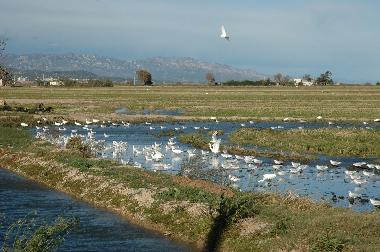 Holiday Apartment in L'Ampolla (Tarragona) or holiday homes and vacation rentals