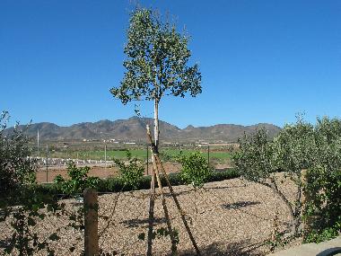 Holiday House in Almendricos (Murcia) or holiday homes and vacation rentals