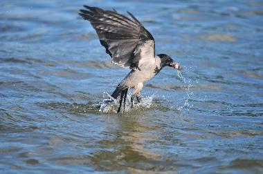 Holiday Apartment in Dahmen (Mecklenburgische Seenplatte) or holiday homes and vacation rentals