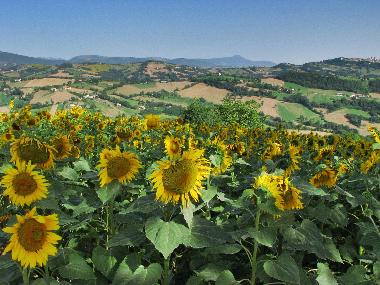 Holiday House in Sarnano (Macerata) or holiday homes and vacation rentals