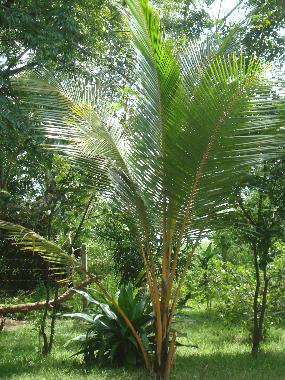 Holiday House in Embilipitiya (Ratnapura) or holiday homes and vacation rentals