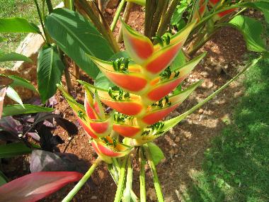 Holiday House in LAS TERRENAS (Samana) or holiday homes and vacation rentals