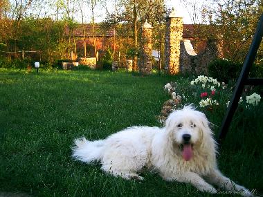 Hotel in HARAU (Hunedoara) or holiday homes and vacation rentals