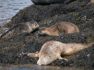 Holiday House in Lauragh (Kerry) or holiday homes and vacation rentals