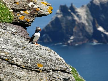 Puffin on Rock, Co. Kerry 