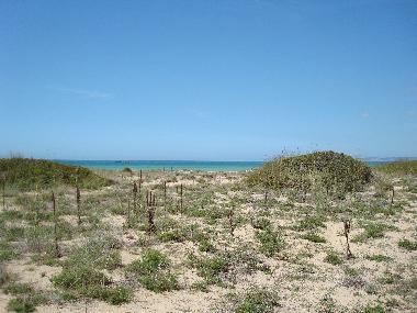 Vegetations zone between beach and houses
