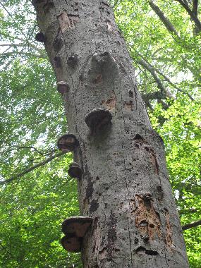 Holiday House in Caprarola (Viterbo) or holiday homes and vacation rentals