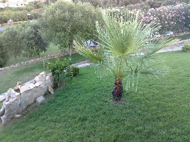 Holiday House in porto ottiolu (Olbia-Tempio) or holiday homes and vacation rentals