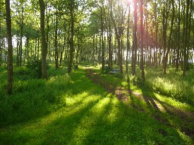 Holiday House in Dirkshorn (Noord-Holland) or holiday homes and vacation rentals