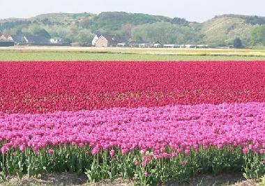 Holiday House in Dirkshorn (Noord-Holland) or holiday homes and vacation rentals
