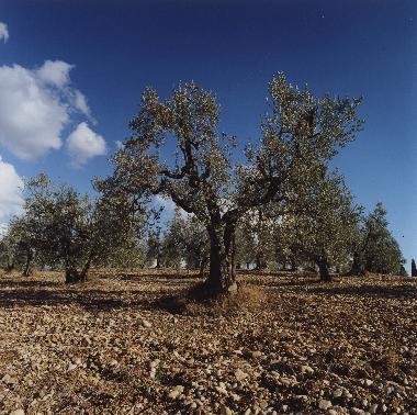 Holiday Apartment in San Pancrazio (Firenze) or holiday homes and vacation rentals