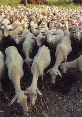 Holiday House in San Pancrazio (Firenze) or holiday homes and vacation rentals