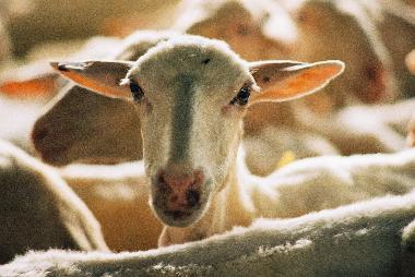 Holiday Apartment in San Pancrazio (Firenze) or holiday homes and vacation rentals