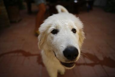 Holiday Apartment in San Pancrazio (Firenze) or holiday homes and vacation rentals