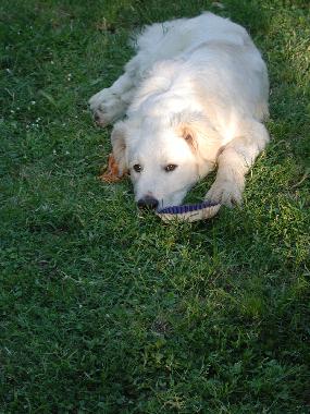 Holiday House in San Pancrazio (Firenze) or holiday homes and vacation rentals