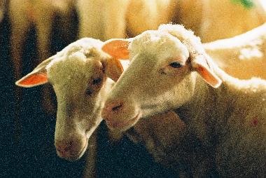 Holiday House in San Pancrazio (Firenze) or holiday homes and vacation rentals