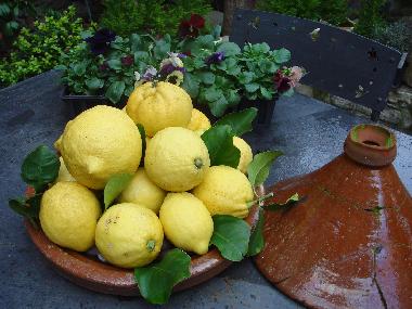 four seasons lemons in the garden