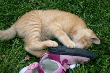 Holiday Apartment in San Pancrazio  (Firenze) or holiday homes and vacation rentals