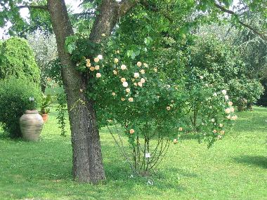 Holiday Apartment in arqu petrarca (Padova) or holiday homes and vacation rentals