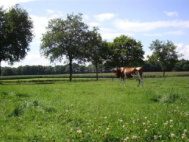 Holiday House in Winterswijk-Woold (Gelderland) or holiday homes and vacation rentals