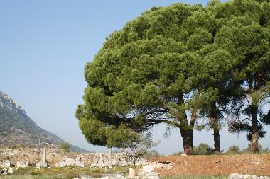 Holiday House in Akyaka - Gkova (Mugla) or holiday homes and vacation rentals