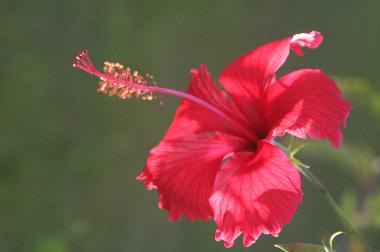Holiday House in Diani Beach (Coast) or holiday homes and vacation rentals